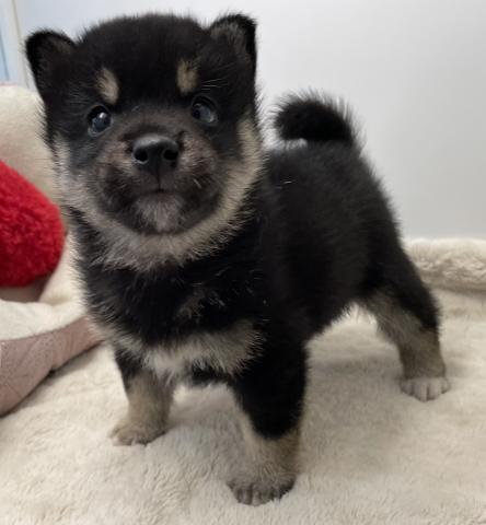 柴犬