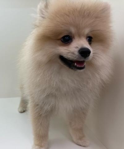 ポメラニアン
