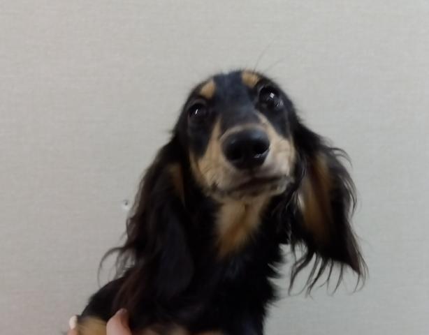 ミニチュアダックスフンド