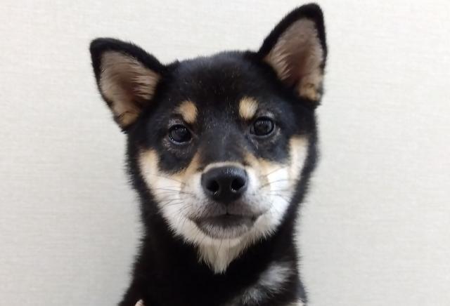 柴犬