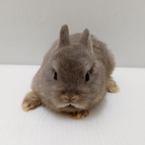 ネザーランドドワーフラビット