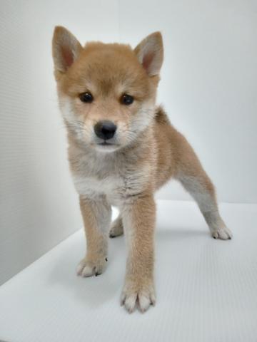 柴犬