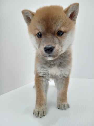 柴犬