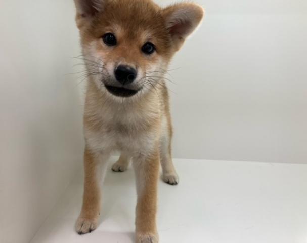 柴犬