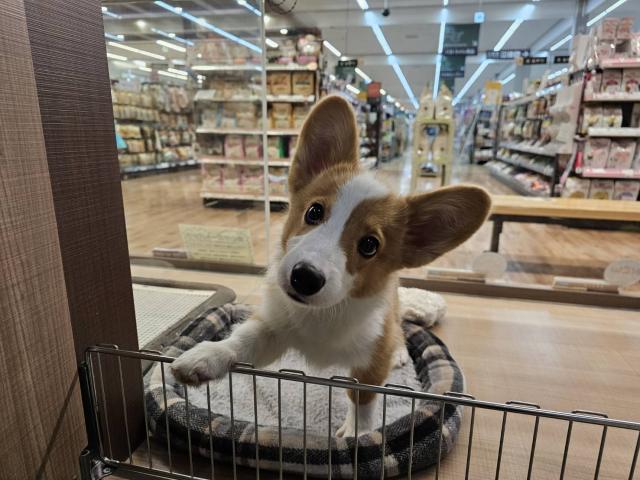 ウェルシュコーギーペンブローク