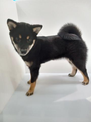 柴犬