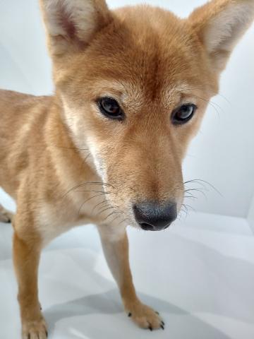柴犬