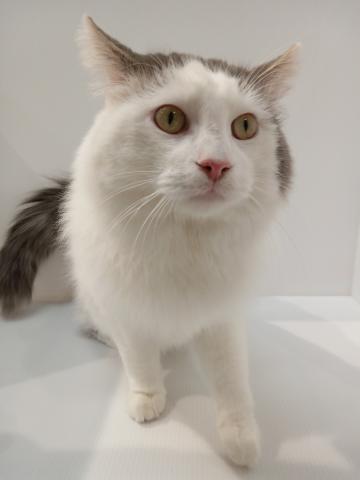 ノルウェージャンフォレストキャット