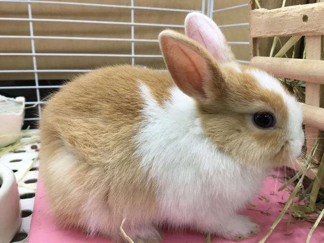 ミニうさぎ