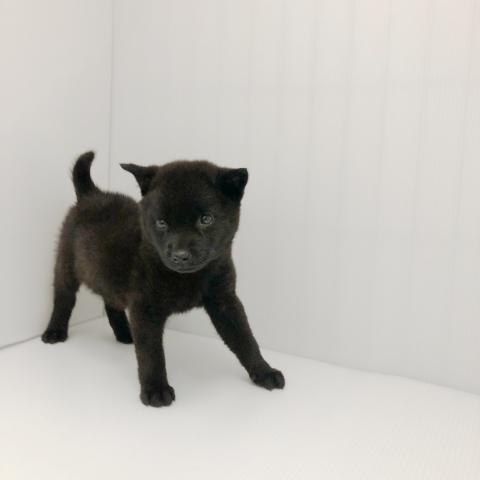 甲斐犬