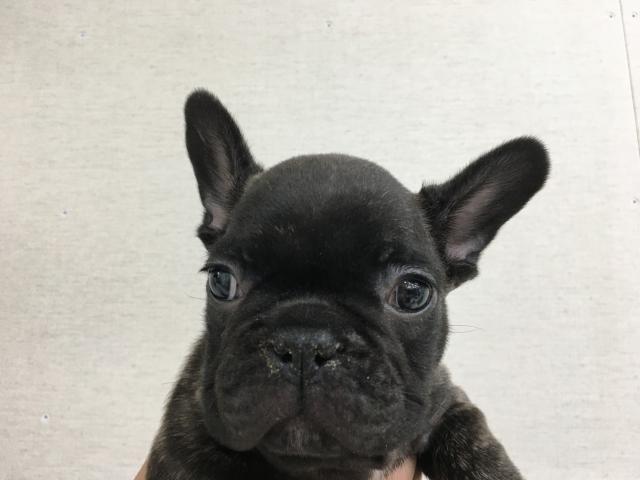 フレンチブルドッグ