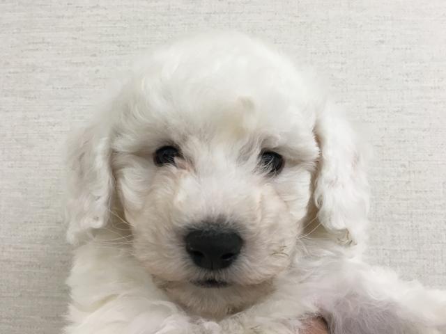 ビションフリーゼ