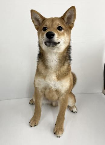 柴犬