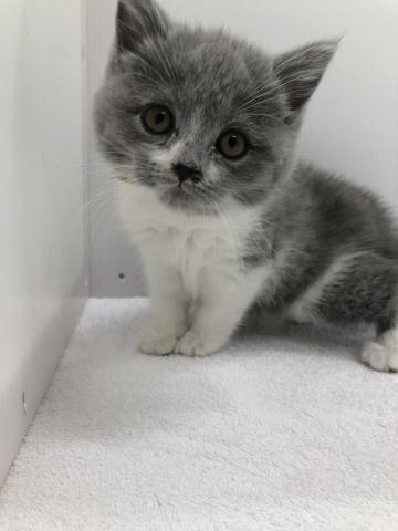 ブリティッシュショートヘア