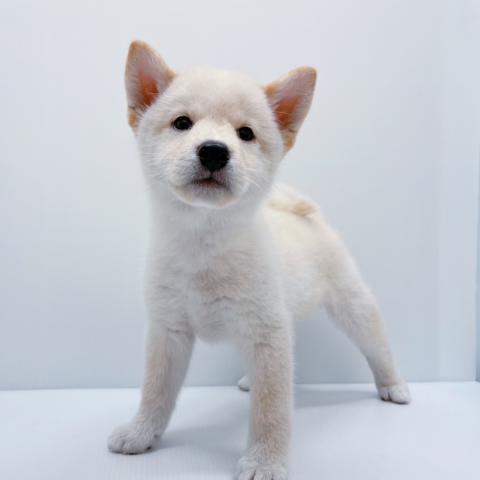 柴犬