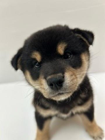 柴犬