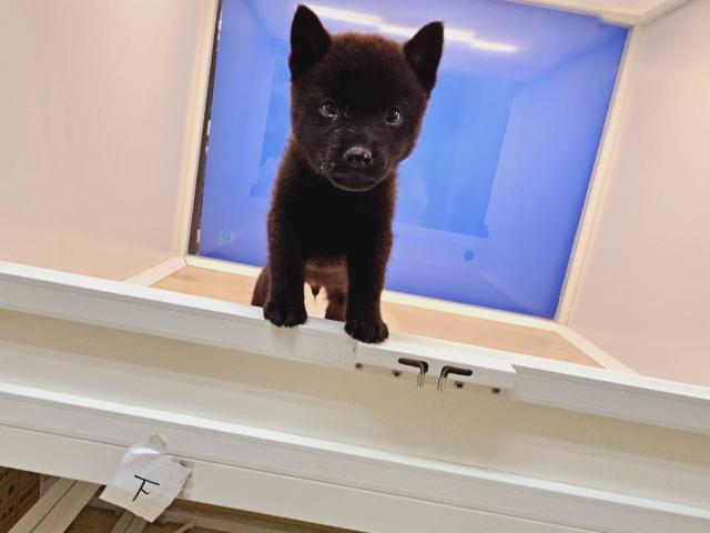 甲斐犬