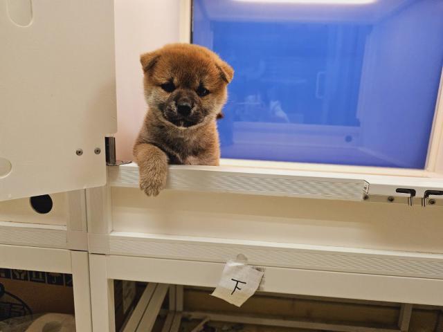 柴犬