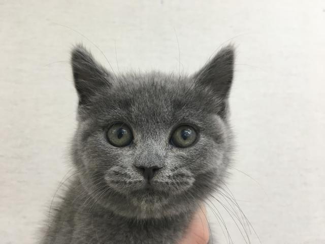 ブリティッシュショートヘア