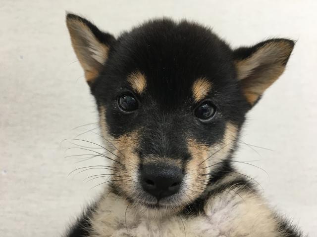 柴犬