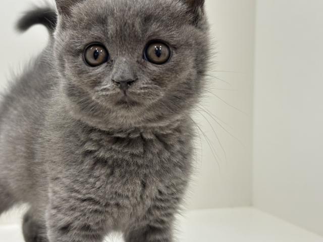 ブリティッシュショートヘア