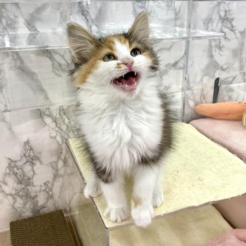 メインクーン