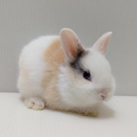 ミニウサギ