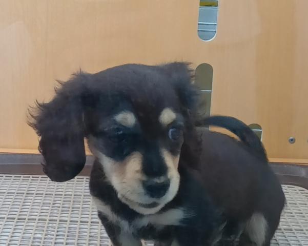 ミニチュアダックスフンド