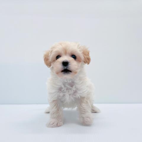 MIX