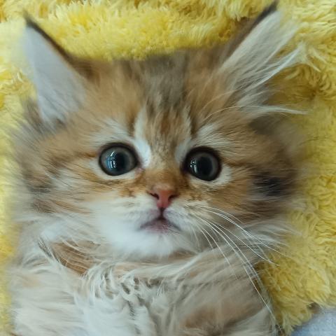 スコティッシュフォールド