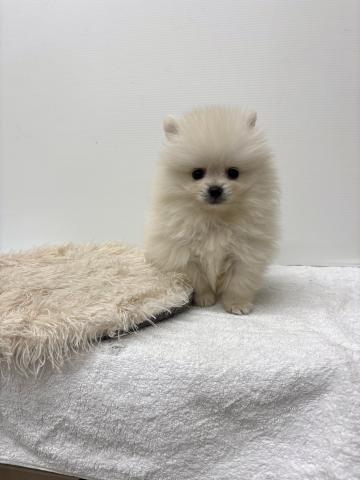 ポメラニアン