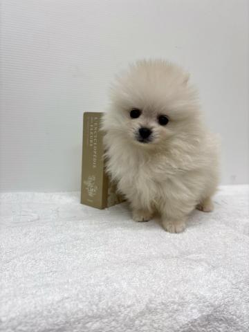 ポメラニアン