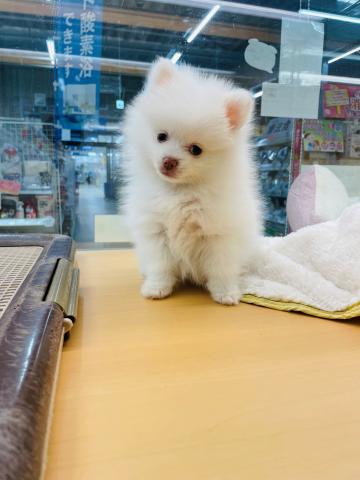 ポメラニアン