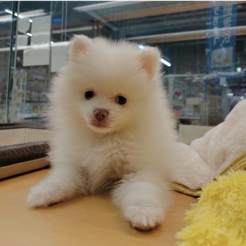 ポメラニアン