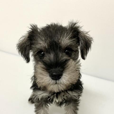 ミニチュアシュナウザー