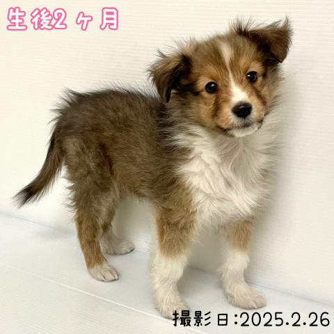 シェットランドシープドッグ