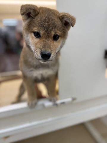 柴犬