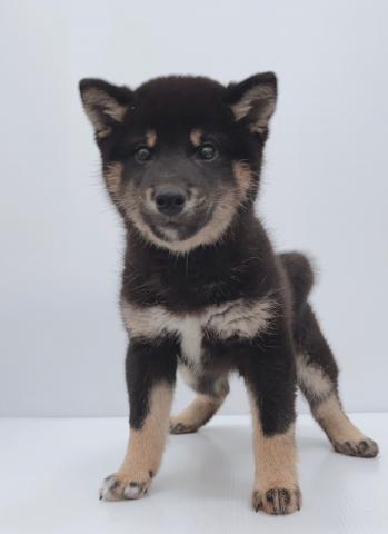 柴犬