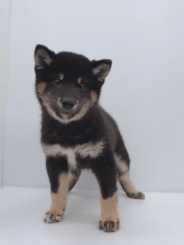 柴犬