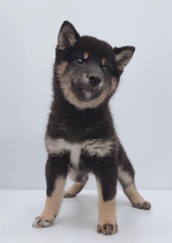 柴犬