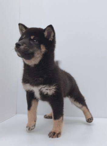 柴犬