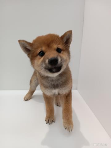 柴犬