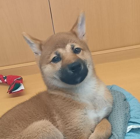 柴犬