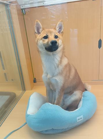 柴犬