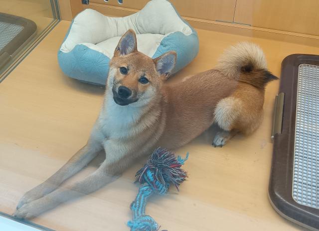 柴犬