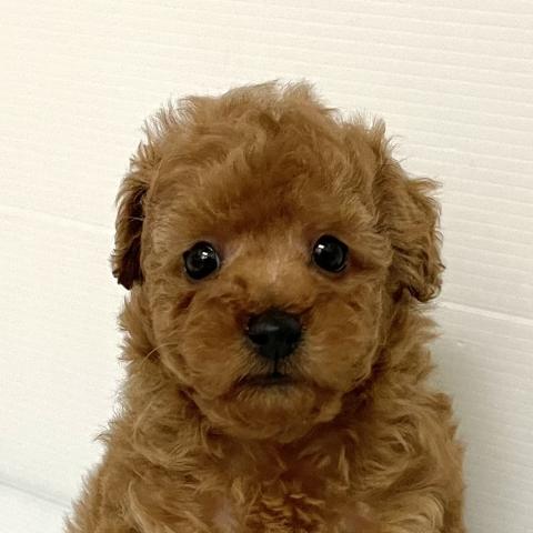 トイプードル