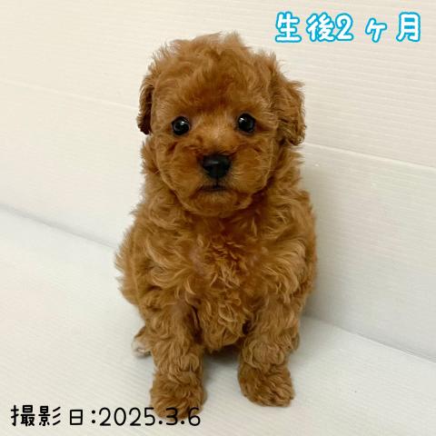 トイプードル