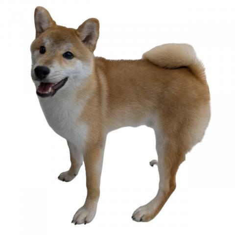 柴犬