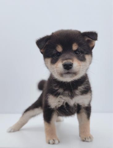 柴犬