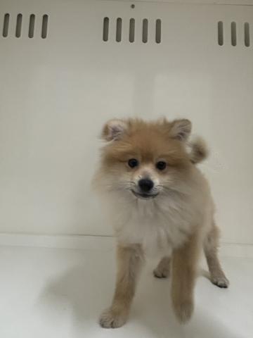 ポメラニアン